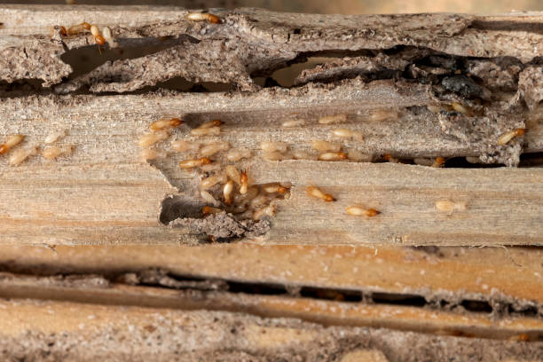 Best Residential Pest Control  in Westport, IN